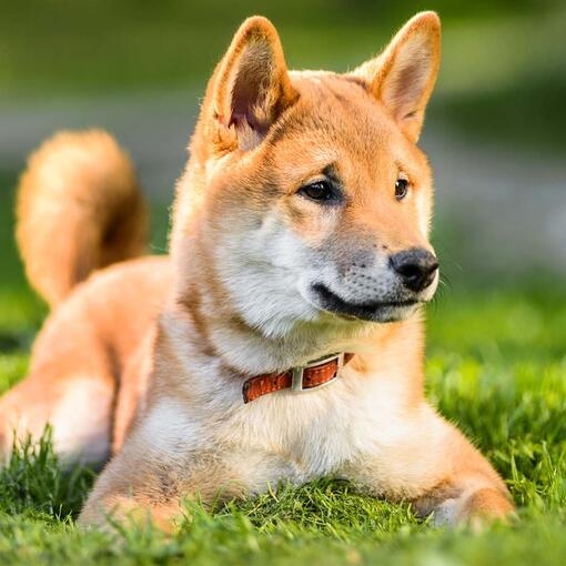 Mochi Japanese Shiba Inu Purina UK